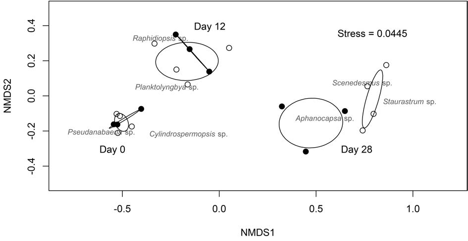 Shift in phytoplankton community composition in the control and Ipomoea pes-caprae treatment.