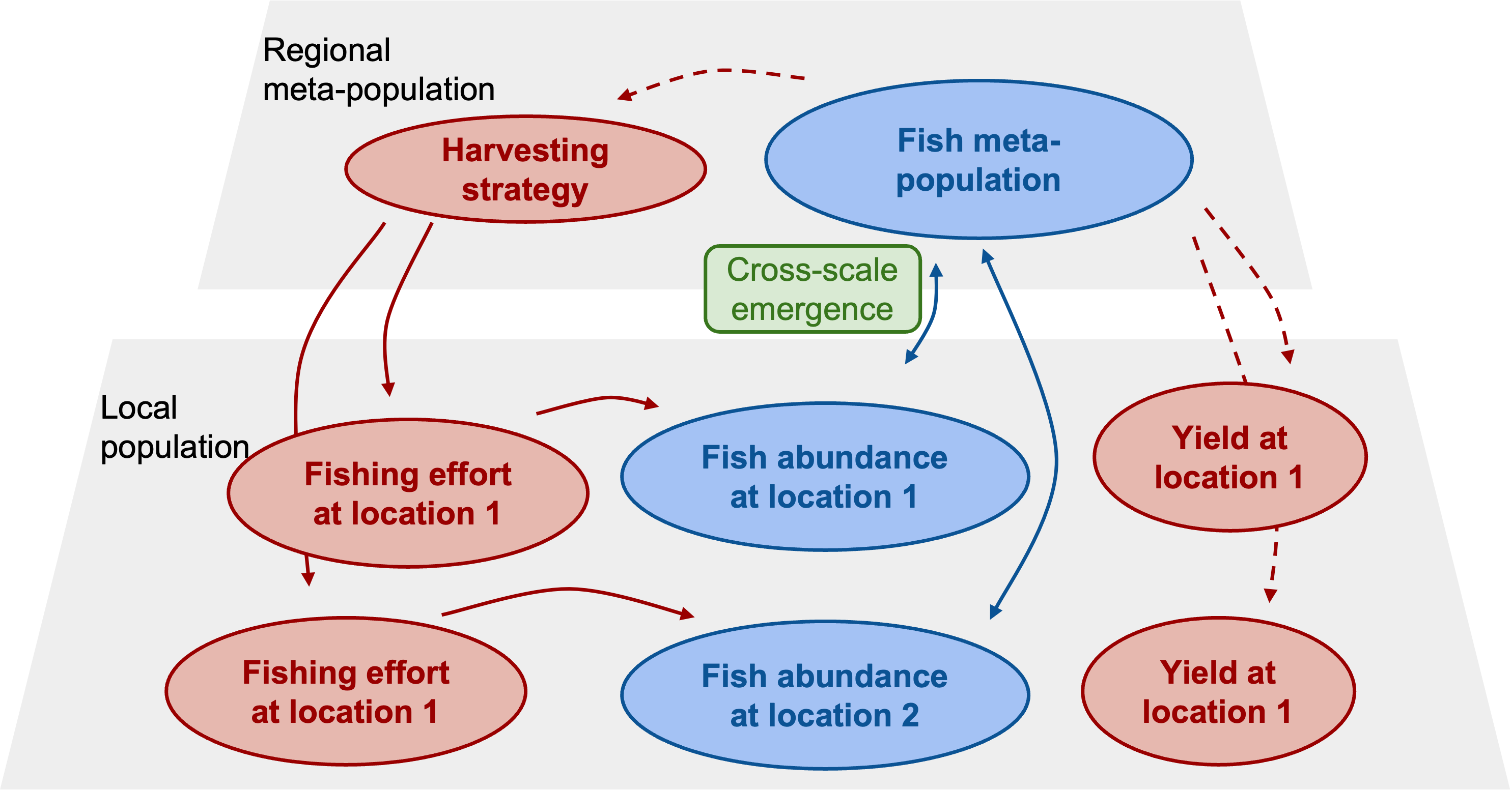 Local fishing effort under a regional strategy of managed harvesting influences fish abundance as geographically disjunct locations, thereby altering the spatial synchrony in the fish meta-population through cross-scale emergence. Total abundance in the meta-population in turn influences local yield and harvesting strategy.