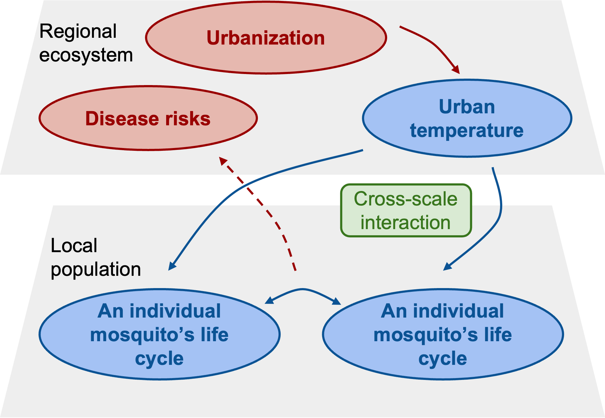 We hypothesize that urban heat islands alter the synchrony of mosquito life cycles within local populations (cross-scale interaction), which in turn influences the timing and magnitude of disease risk in urban areas.