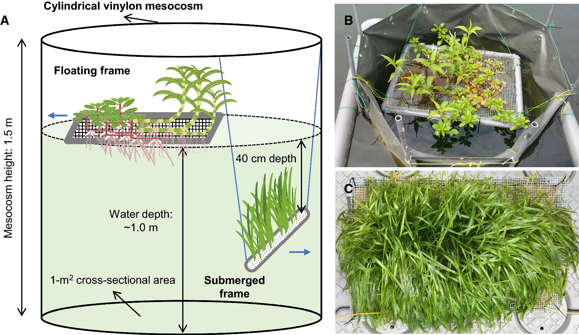 Set up of a mesocosm experiment.