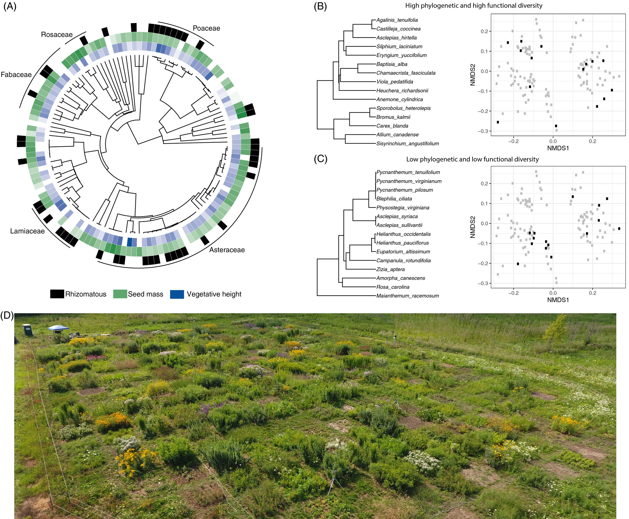 NMDS of taxonomic, phylogenetic and functional trait composition in two types of restoration treatments.